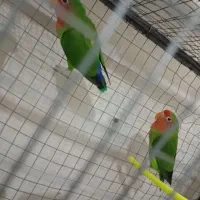 طوطی برزیلی کوتوله
