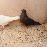 کبوتر درجه یک بازی دار|پرنده|شاهین‌شهر, حافظ شمالی|دیوار