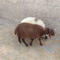 بره|حیوانات مزرعه|کارزان, |دیوار