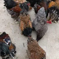 فروش تخم نطفه دار مرغ های زینتی برهما و کوشین|حیوانات مزرعه|شیراز, رکن‌آباد|دیوار