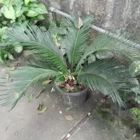 تعدادی گل سیکاس در سایز های مختلف|گل و گیاه طبیعی|رودسر, |دیوار