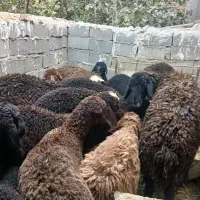 بره