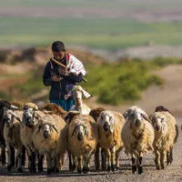 استخدام چوپان