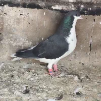 کفتر خوشرنگ