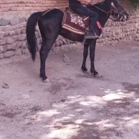 اسب ۵ ساله