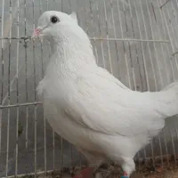 کفتر سفید مهر کاکلی پرشی