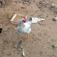 فروش مرغ و خروس شش ماهه|حیوانات مزرعه|املش, |دیوار