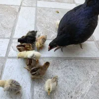 مرغ با جوجه