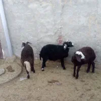 دوماده یه نر