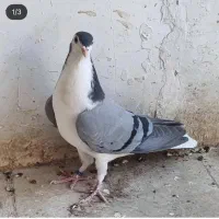 پلاس سبز