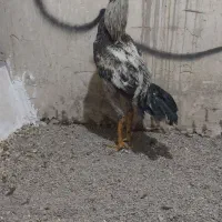 لاری صابونی