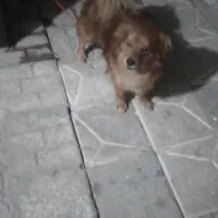 سگ پامر|سگ|مشهد, امیرآباد|دیوار