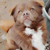 پاکوتاه،نر،میکس اشپیتز آمریکایی و شیتزو