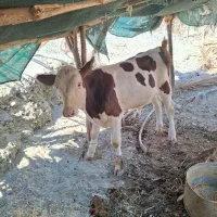 دوراس گاوزایده باگوساله نرسوزنی هلشتاین|حیوانات مزرعه|میناب, |دیوار