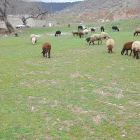 اجاره سالن دامداری وگاوداری به صورت روزانه وماهانه