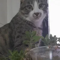 گربه گم شده