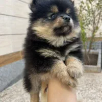 سگ پامر خرسی|سگ|خمینیشهر, |دیوار