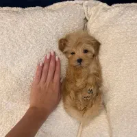 سگ توی|سگ|یاسوج, |دیوار