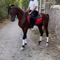 اسب عرب کورد ترکمن تروبرد هولشتاین سیلمی