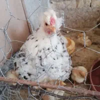 تخم مرغ گلین اصل ویاندوت جی اس جی