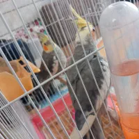 عروس هلندی آواز خون