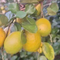 تامسون درجه یک 45تومن|حراج|ساری, |دیوار