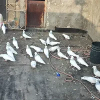 طوقی آبی