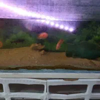 اکواریوم با وسایل کامل|ماهی|اهواز, کوی مندلی(سه راه خرمشهر)|دیوار