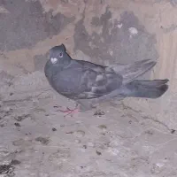 کفتر|پرنده|مشهد, مهدی آباد|دیوار