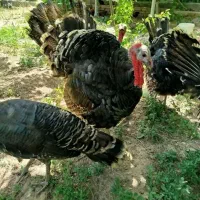 بوقلمون نر خروس بوقلموامروک انگلیسی