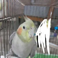 عروس هلندی مولد