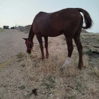 فروش مادیان