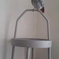 پایه پرنده/ استند پرنده/|لوازم جانبی حیوانات|تهران, گلستان (شهرک راه آهن)|دیوار