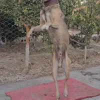 سگ سرابی ۱۴ماهه نر|سگ|ماهدشت, |دیوار