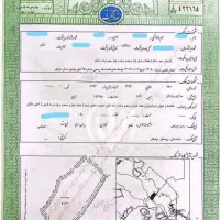 نخلستان-باغ-خرما-همراه-نهال-مجول-با-سند-تک-برگ