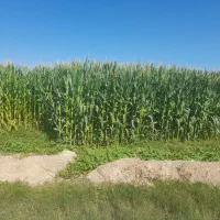 زمین-کشاورزی-اجاره-میخوام