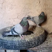 سبز نردم سفید اصفهانی|پرنده|نجفآباد, کشاورز|دیوار