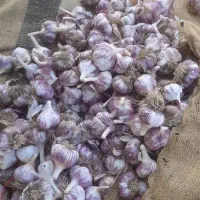 سیر قرمز