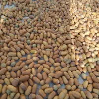 بلوط ممتاز ارگانیک|خوردنی و آشامیدنی|اسکو, |دیوار