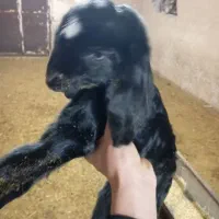 بزغاله نر شیری بره شیری