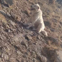 گمشده