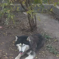 دو عدد هاسکی باهوش و پر انرژی