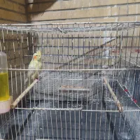 ی عددعروس هلندی نر باقفس ا