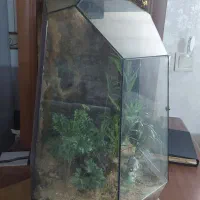 تراریوم ،گیاه زیبای شیشه ای