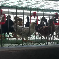 جوجه محلی وگلپایگان ۱ماهه