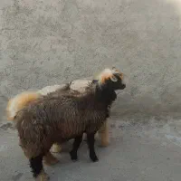 بره قوچ بختیاری کری اصل شهرستان کوار|حیوانات مزرعه|شیراز, امام حسین|دیوار