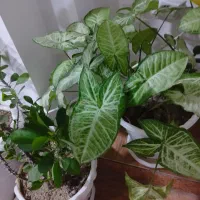 معاوضه گل با گل دیگر