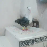 کلاغ