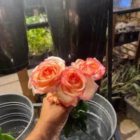 دسته گل و شاخه گل رز ارسال با اسنپ