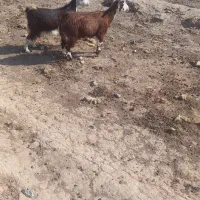 بز .